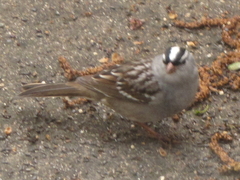 Zonotrichia leucophrys