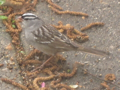 Zonotrichia leucophrys