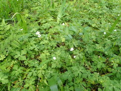 Anemonastrum flaccidum
