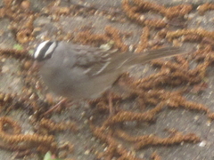 Zonotrichia leucophrys