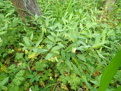 Disporum sessile
