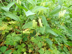 Disporum sessile