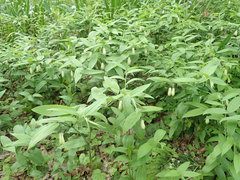 Disporum sessile