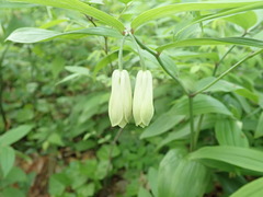 Disporum sessile