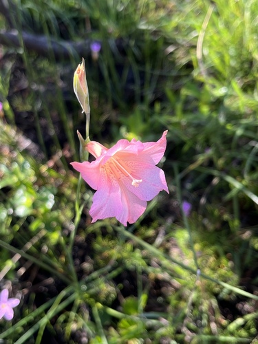 Image of Gladiolus meridionalis by (c) Charleen Brunke, some rights reserved (CC BY)
