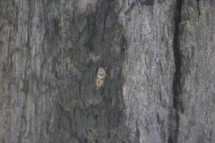 Palapsalta virgulata