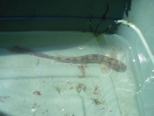 Longtail goby (Ctenogobius sagittula) — Gobiidae