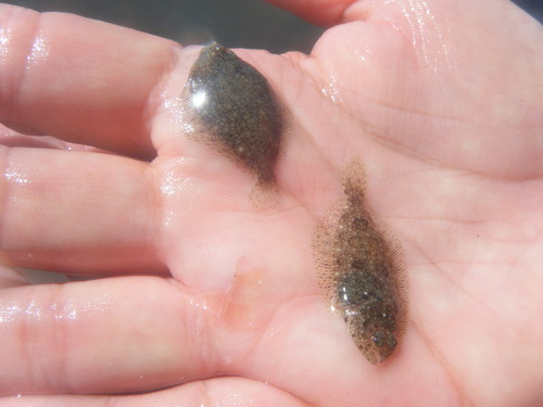 California flounder (Paralichthys californicus) — Paralichthyidae
