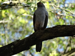 Accipiter bicolor