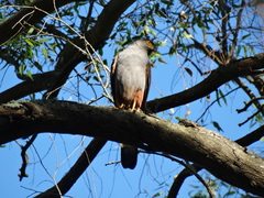 Accipiter bicolor