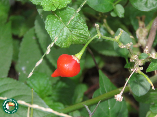 Capsicum chinense