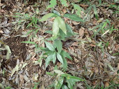 Quercus myrsinifolia