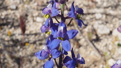 Delphinium parishii subglobosum
