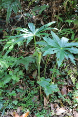 Arisaema formosanum