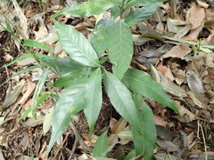 Quercus myrsinifolia