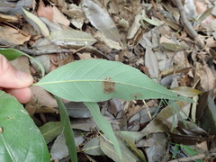 Quercus myrsinifolia