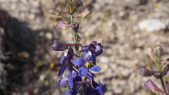 Delphinium parishii subglobosum