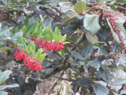 Thibaudia diphylla observed 2019-04-26