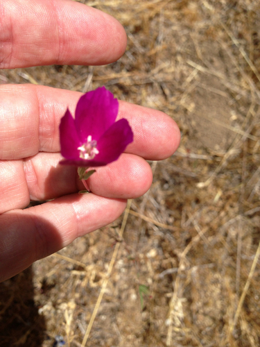 iNaturalist observation photo of Winecup Clarkia