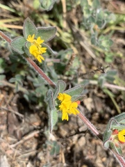 Acmispon heermannii heermannii