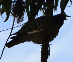 Patagioenas maculosa albipennis