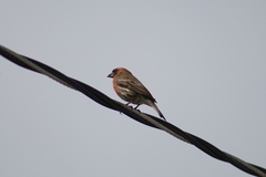 Haemorhous mexicanus