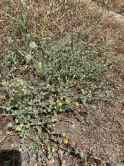 Acmispon heermannii heermannii