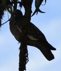 Patagioenas maculosa albipennis