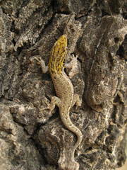 Lygodactylus picturatus