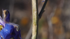 Delphinium parishii subglobosum