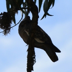 Patagioenas maculosa albipennis