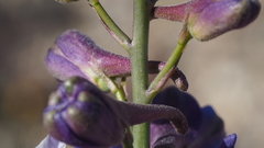 Delphinium parishii subglobosum