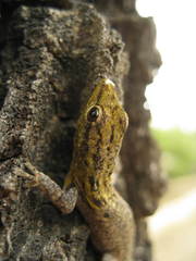 Lygodactylus picturatus
