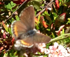 Euphilotes enoptes smithi