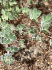 Acmispon heermannii heermannii