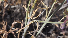 Delphinium parishii subglobosum