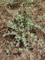 Acmispon heermannii heermannii