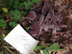 Auricularia fuscosuccinea