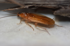 Parcoblatta fulvescens