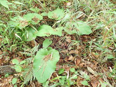 Cardiocrinum cordatum
