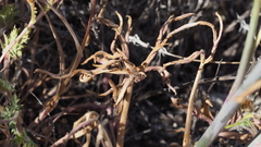 Delphinium parishii subglobosum