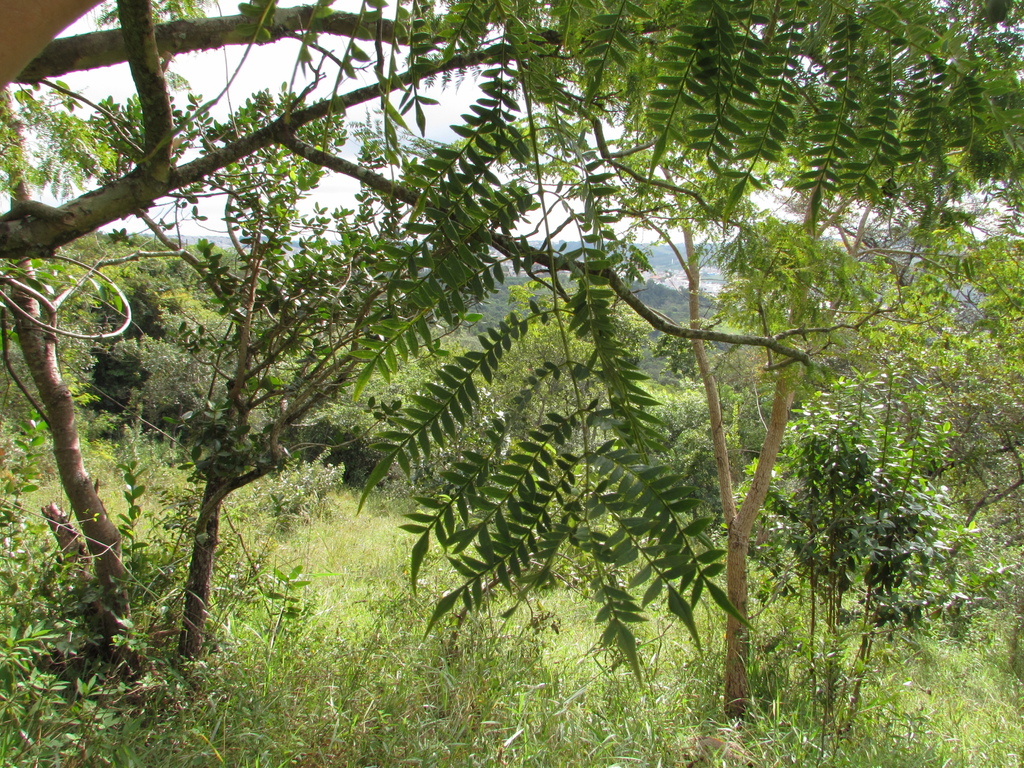 Foto de Caroba-roxa