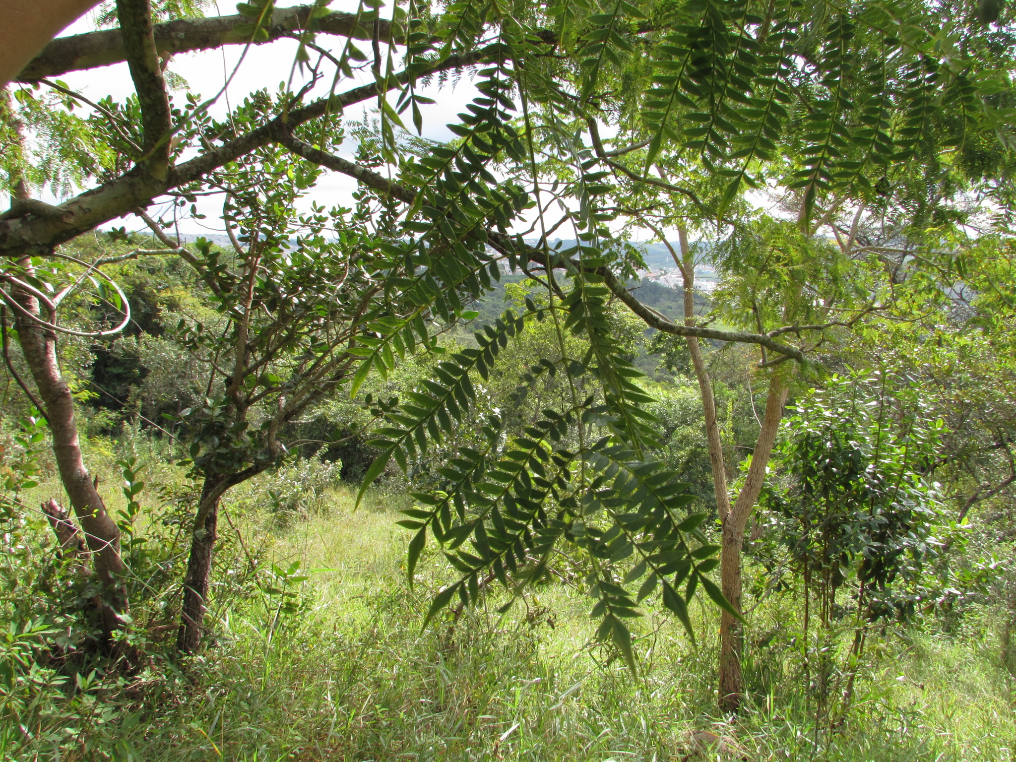 Imagem de Caroba-roxa