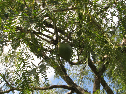 Foto de Caroba-roxa