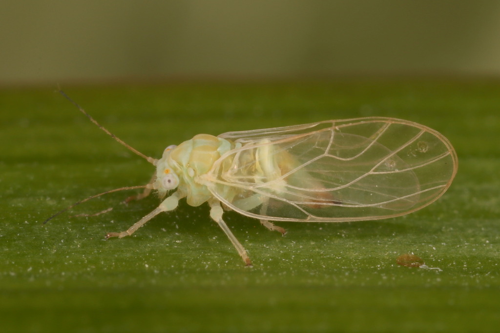 Cacopsylla hippophaes
