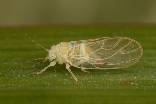 Cacopsylla hippophaes