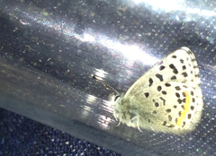 Euphilotes enoptes smithi