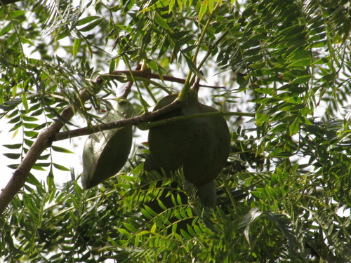Foto de Caroba-roxa