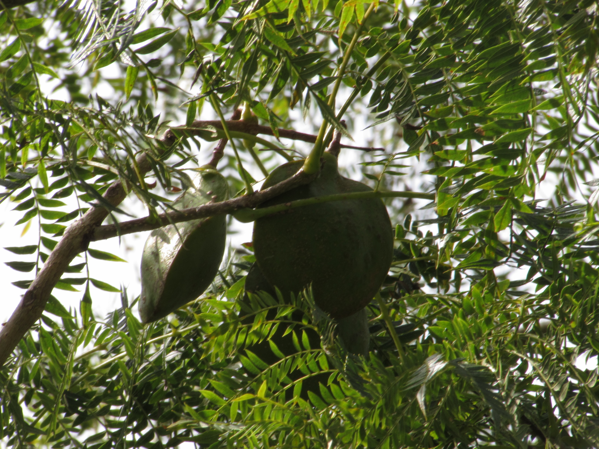 Imagem de Caroba-roxa