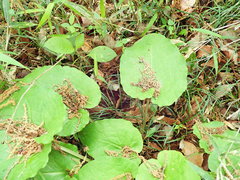 Cardiocrinum cordatum
